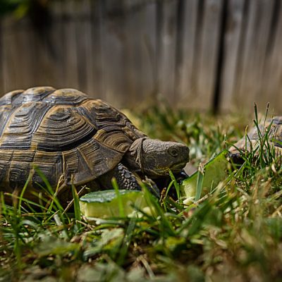 Schildkroete09072017D810-1095