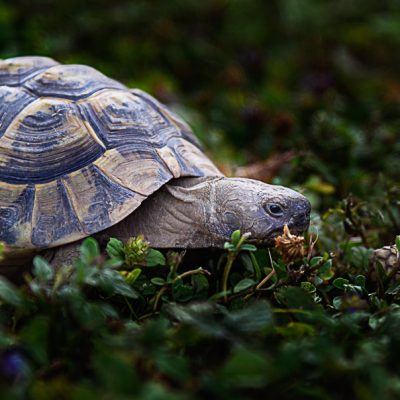 Schildkroete09072017D810-1103