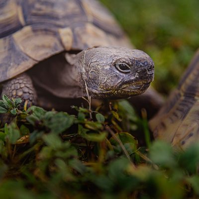 Schildkroete09072017D810-1107