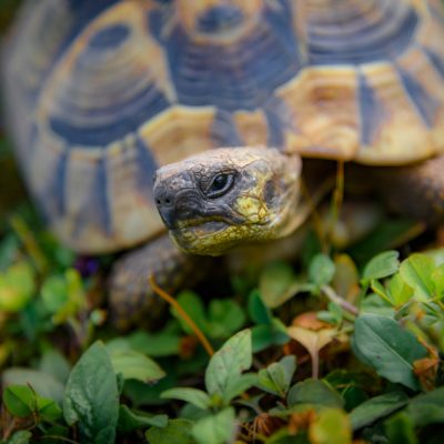 Schildkroete09072017D810-1116