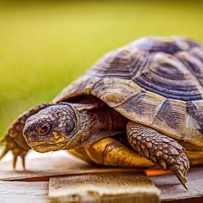 Schildkroete09072017D810-1157